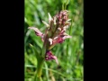 Orquideas de León, Genero Orchis