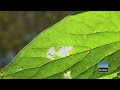 What is Biomimicry?
