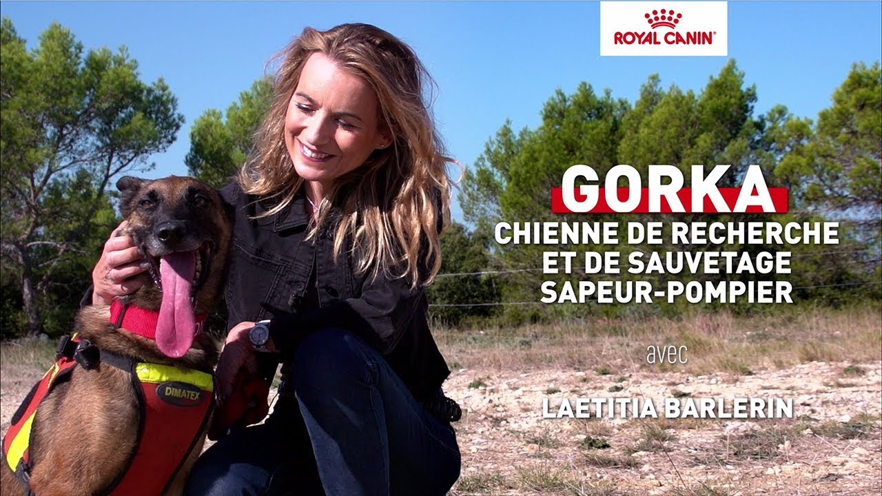 Gorka - chienne de recherche