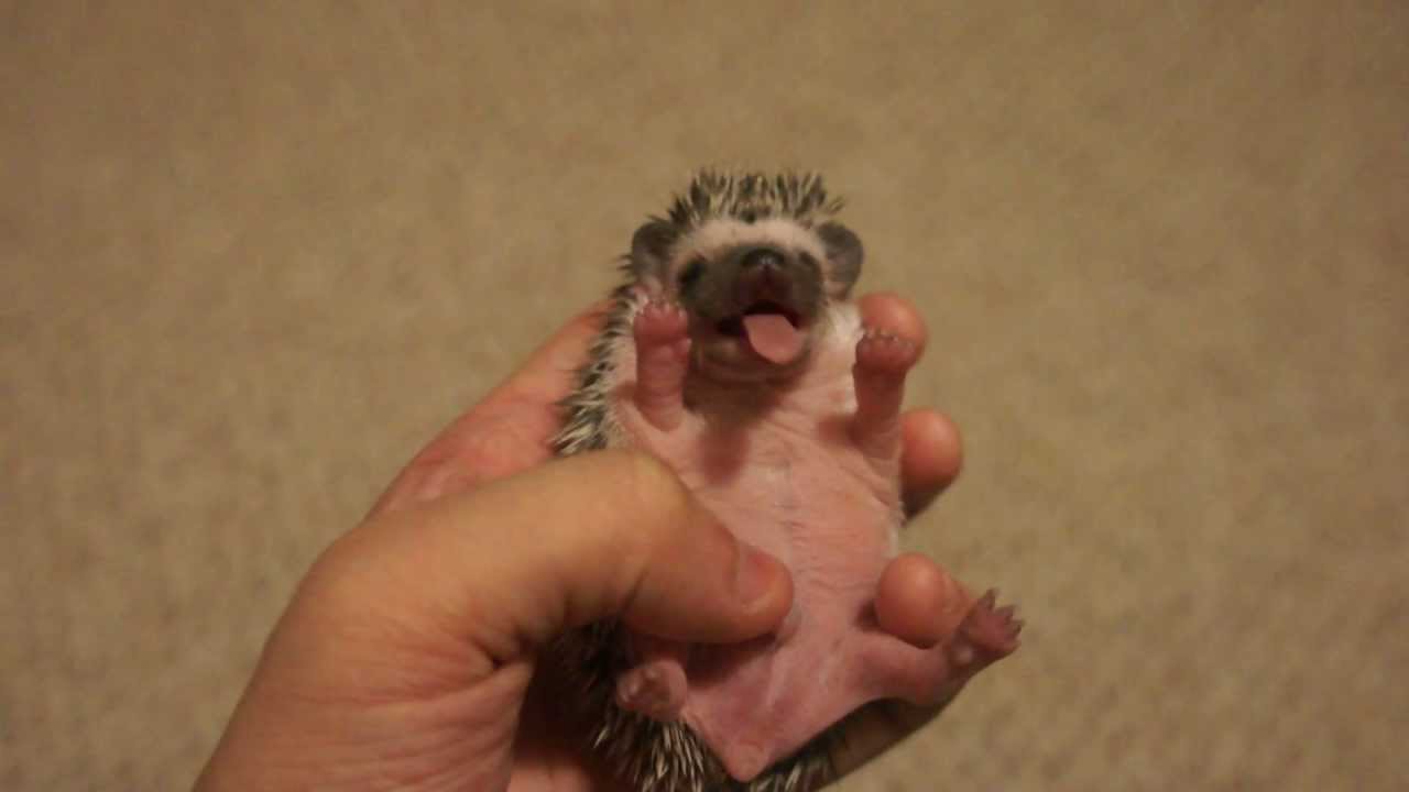 Baby Hedgehog Yawn - YouTube