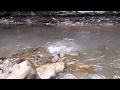 fly fishing lake erie steelhead march 10th 2013 abel
