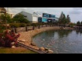 Koi Fish For Sale - Koi Fish - Kloubec Koi Farm Intro (Video 1)