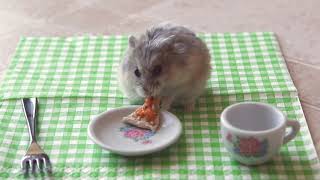 Tiny hamster eating a tiny pizza