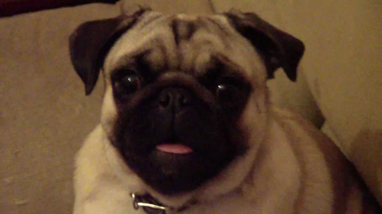 pug barking pug ladrando pug barking pug barking pug ladrando pug barking