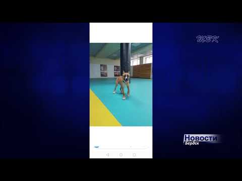 В Бердске волонтеры ищут пропавшего хозяина собаки В Бердске волонтеры ищут пропавшего хозяина собаки