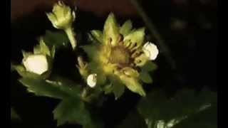 Strawberry growing time lapse 15 seconds