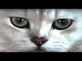 Cats In Films (Year Of The Cat)