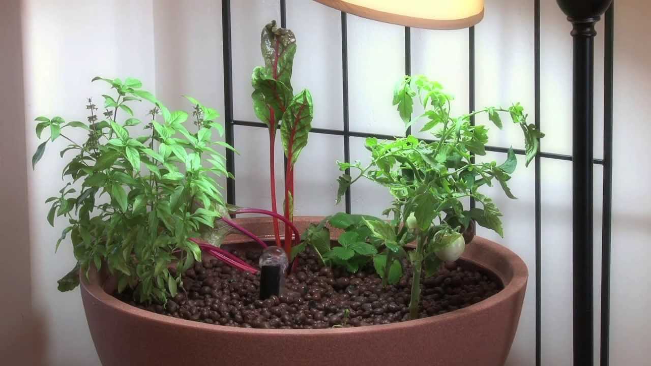 Small Aquaponic Indoor or Patio Mini Garden - YouTube