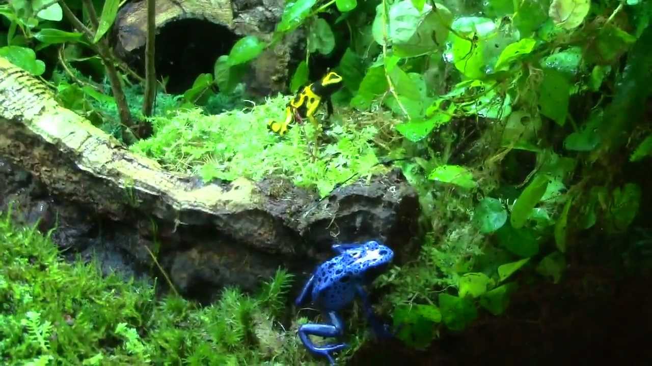 Poison dart frog vivarium - YouTube