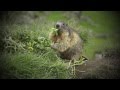 Les marmottes de Bonneval-sur-Arc