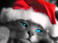 Chats de Noël