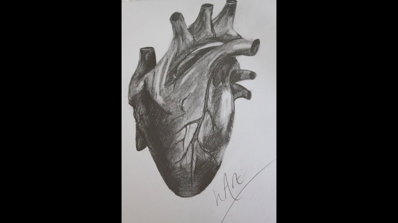 Human Heart | Detailed Graphite Drawing | Art Time Lapse | Heather