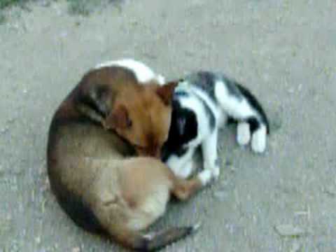 Prismotube Kuce Videos Prismotube Kuce Videos