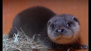 歐亞水獺兄弟出檢疫、整合保育待努力 European Otter Cubs Adapt New Environment