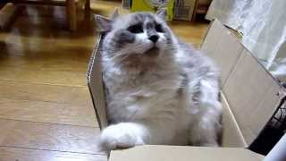 交互に入ってる猫    Cat enters the box in turn