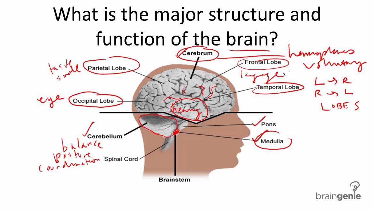 8 1 1 Brain Structure and Function - YouTube