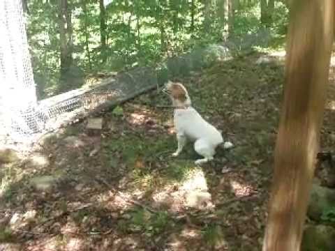 mountain feist squirrel dog