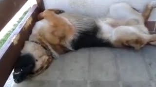 Perro duerme en graciosa posición
