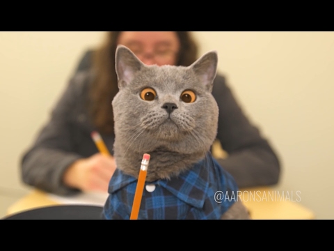 Aaron's Animals NEW VIDEO COMPILATION 2017 || FunnyVines