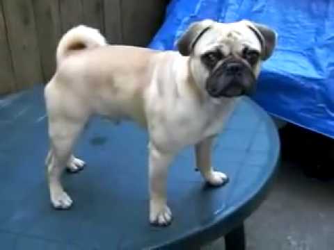pug working out pug puppy shows his amazing bod pug working out pug puppy shows his amazing bod