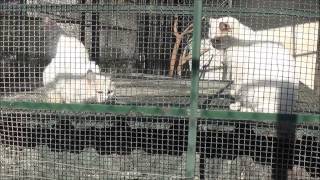 Правда о зоопарке Дамаска