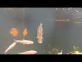 Pet Musky Feeding - Muskellunge Eating - GoPro Hero 3