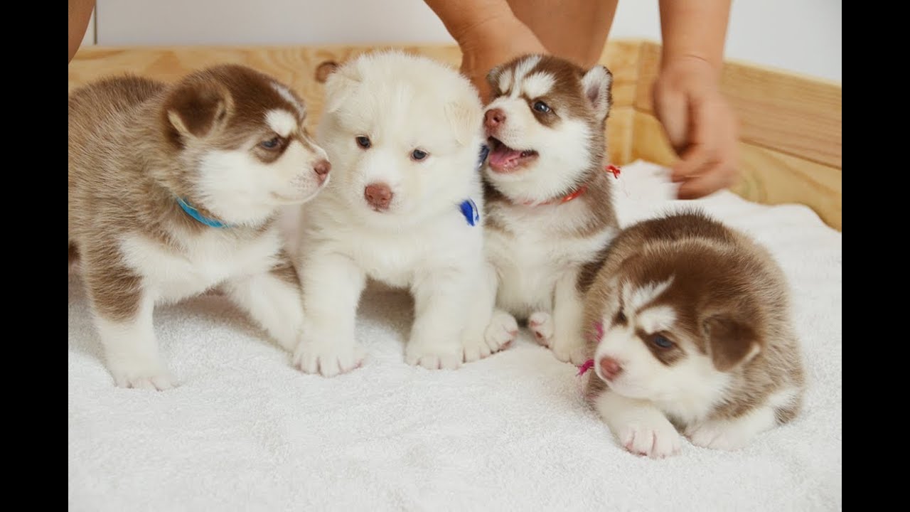 Little Cute Husky Puppies' Fighting - YouTube