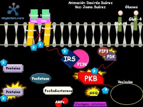 Cascada de la insulina. Bioquímica - YouTube Cascada de la insulina. Bioquímica - YouTube