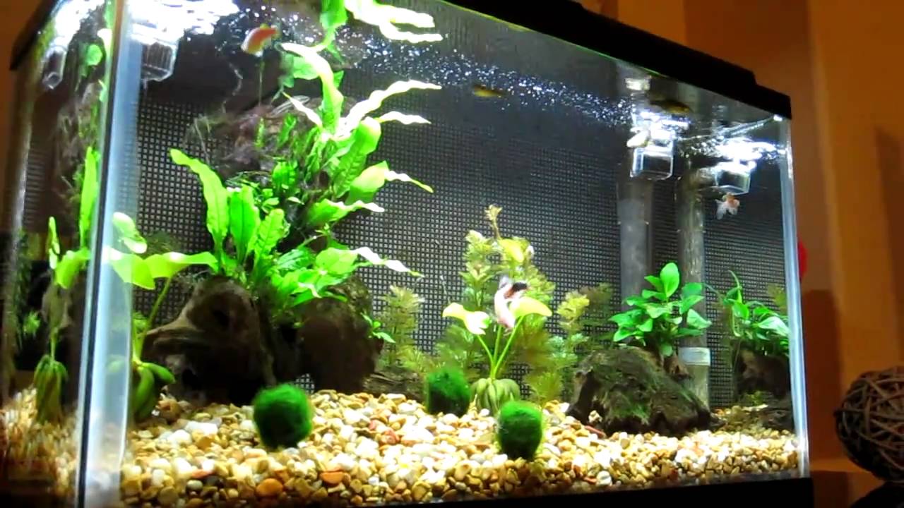 10 gallon Freshwater Aquarium with Live Plants YouTube