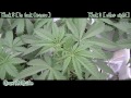 Medical Marijuana indoor grow week 5 (Update)