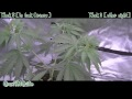 Medical Marijuana indoor grow week 5 (Update)