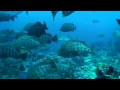 Malpelo's close shark rebreather encounters