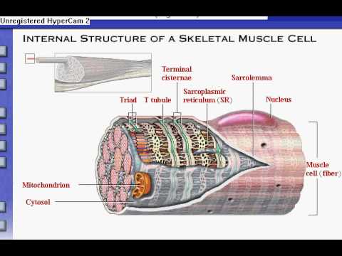 Anatomy & Physiology Review of Skeletal Muscle Tissue - YouTube
