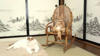 140701 椅子に座る猫　Cat sitting in a chair