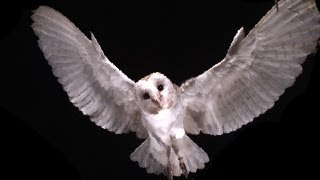Slow Motion Barn Owl Attack Slow Motion Barn Owl Attack