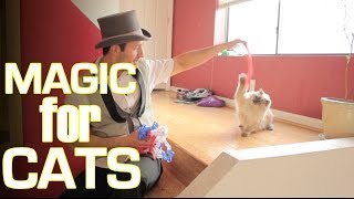 Magic For Cats