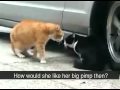 Cat betrayed his Girlfriend ---so Dramatic and touching !