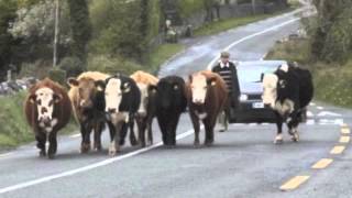 Cork's 96FM - Man Hits Cow