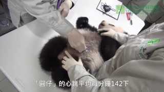 圓仔四個月大健康檢查 Baby Giant Panda Yuan Zai's 4 Months Old Health Examination