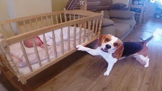 Dog putting baby to sleep in swinging crib