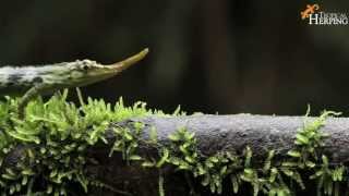 The Strange Pinocchio Anole