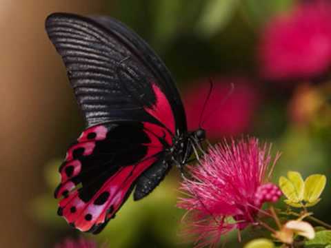 VIDEO MARIPOSA TRAICIONERA MANA video mariposa traicionera mana: