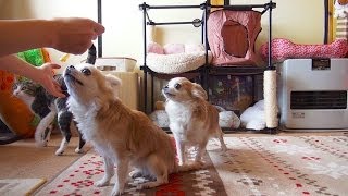 猫のお手と犬のお手 - Give me your paw! -