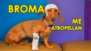 BROMA: ATROPELLARON A NUESTRA PERRITA | VIDEOS DE RISA 2014