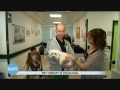 Pet therapy in oncologia Pet therapy in oncologia