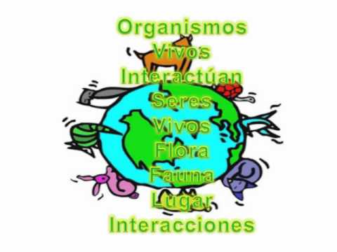 cadena alimenticia biotica el ecosistema factores bi 243 ticos y abi 243 ticos youtube cadena alimenticia biotica el ecosistema factores bi 243 ticos y abi 243 ticos youtube