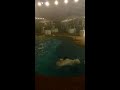 Bride jumps in pool after groom!