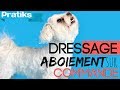 Comment apprendre à votre chien à aboyer sur commande