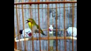 kicau burung