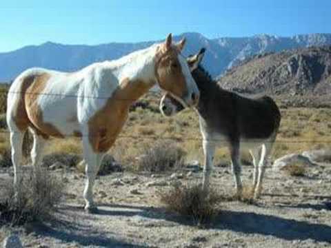 moment raretentative de saillie d'un grand 13 cors.mpg